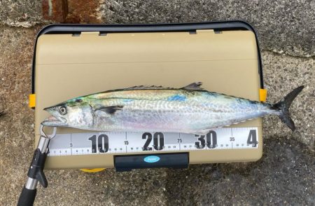 まだ祭り継続で多種の参加