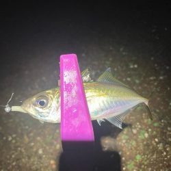 癒しの豆アジングは続く