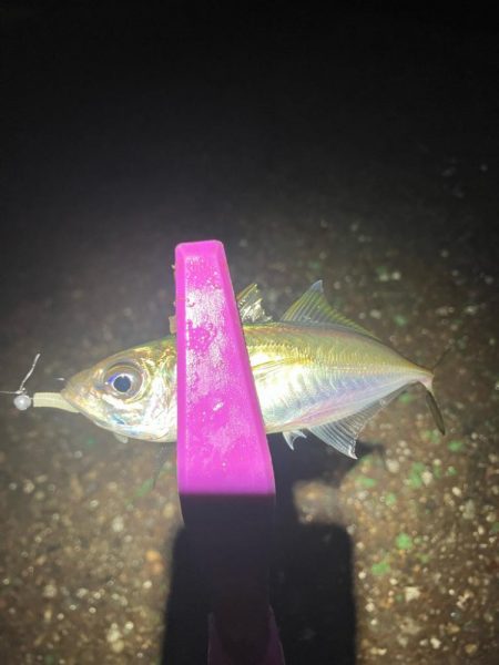 癒しの豆アジングは続く