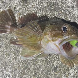 南港、舞洲調査