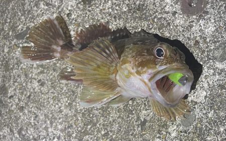 南港、舞洲調査