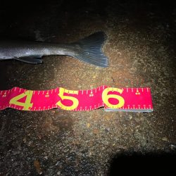 3連勝中！秋シーバス開催中