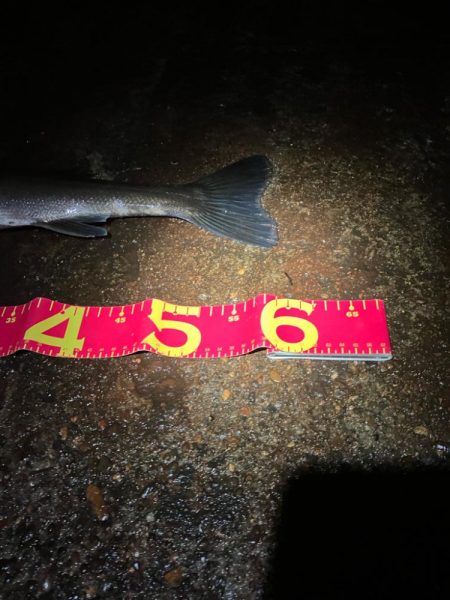 3連勝中！秋シーバス開催中