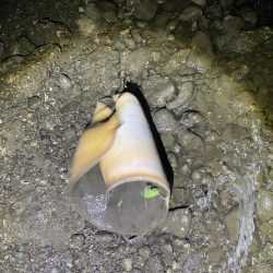 ツバクロエイ？