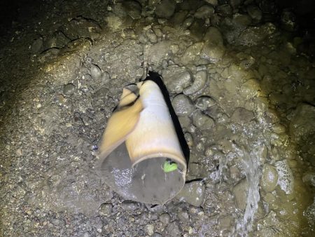 ツバクロエイ？