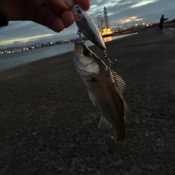 チーバス祭開催中