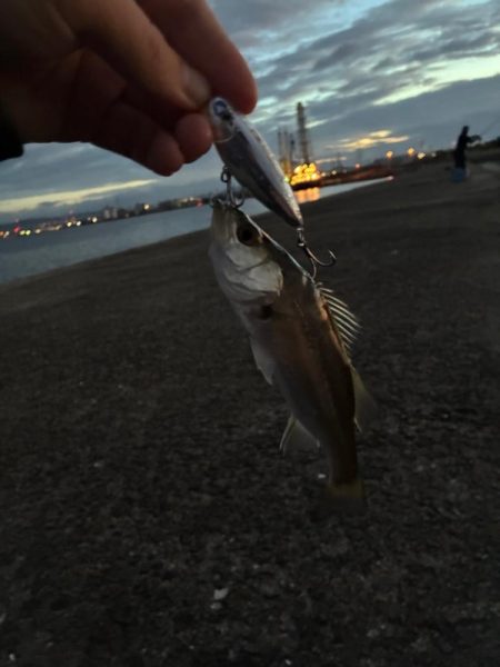 チーバス祭開催中