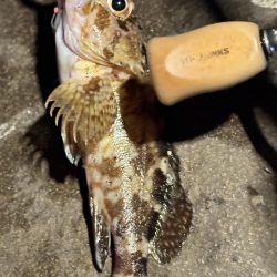 アジングだったけど