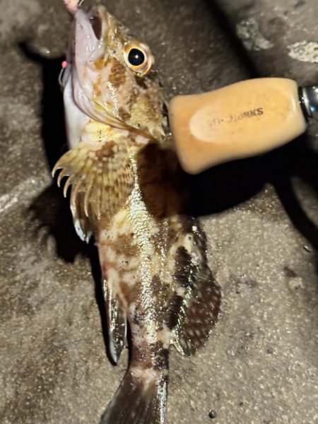 アジングだったけど