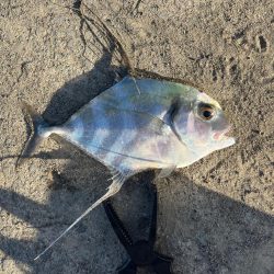 ライトショアジギングとライトゲーム