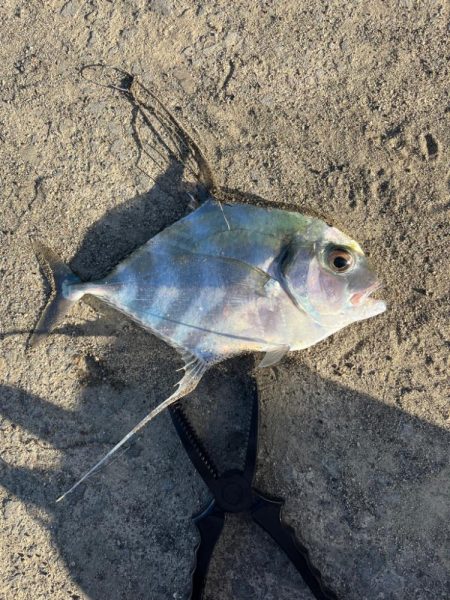 ライトショアジギングとライトゲーム