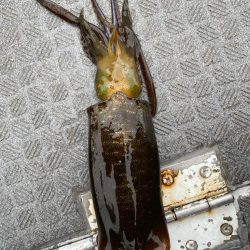 和歌山ティップラン