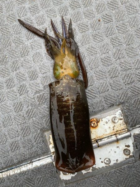 和歌山ティップラン