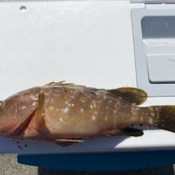 シロギスタのエンジョイデイ