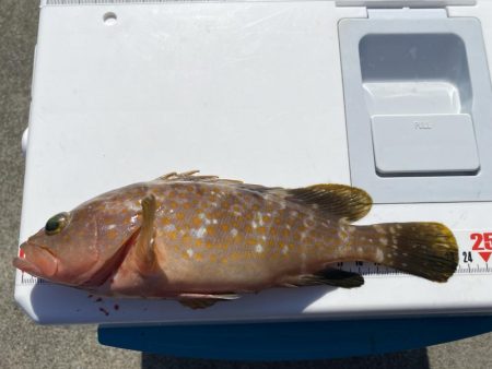 シロギスタのエンジョイデイ