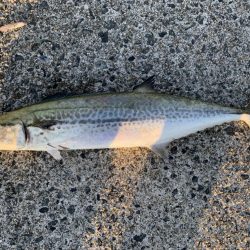 朝マヅメサゴシ