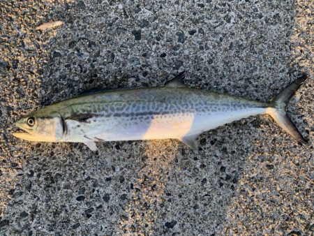 朝マヅメサゴシ