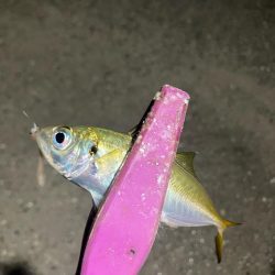 定点観測で豆アジング