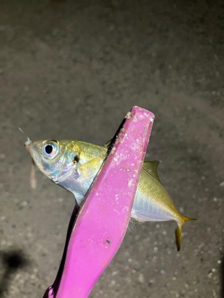 定点観測で豆アジング