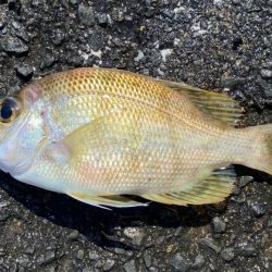 カヤックフィッシング