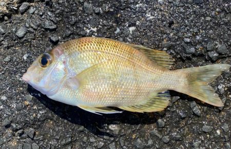 カヤックフィッシング