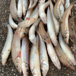 リベンジ落ちギス