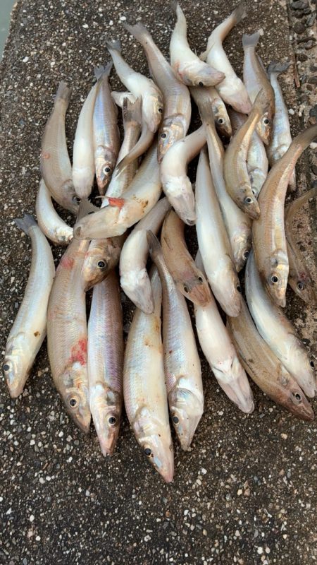 リベンジ落ちギス