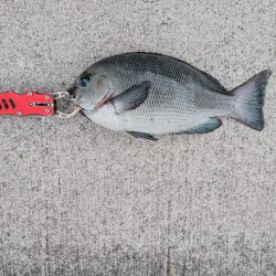 チヌ、グレ多数　エビ撒き