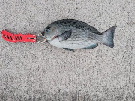 チヌ、グレ多数　エビ撒き