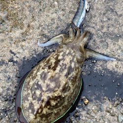 雨でもコウイカは抱く