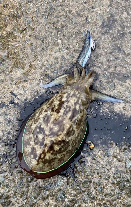 雨でもコウイカは抱く