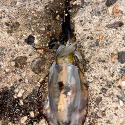 夜の短時間エギング