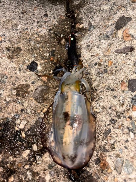 夜の短時間エギング