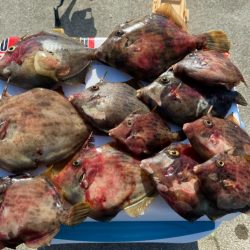 シロギスタ:陸っぱりカワハギ12尾