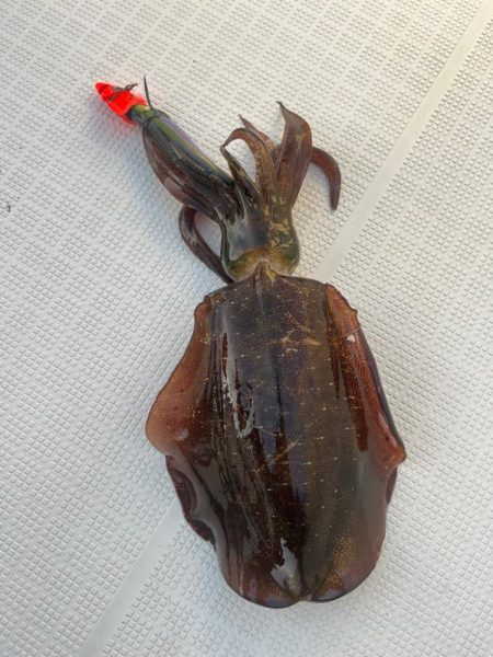 初ティップラン