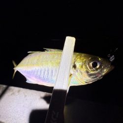 アジングに沼る私