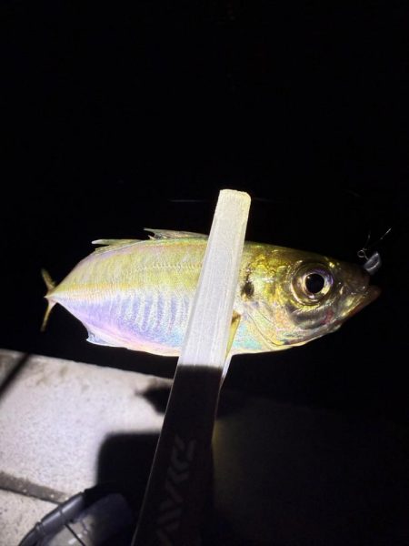 アジングに沼る私