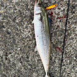 バラシばかりで…