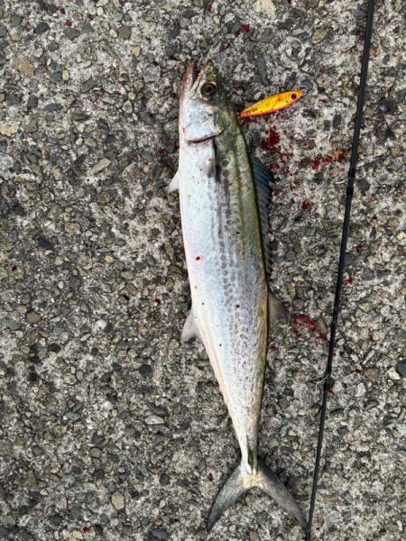 バラシばかりで…