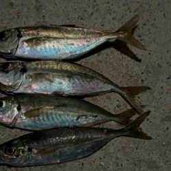 玉石混交アジング