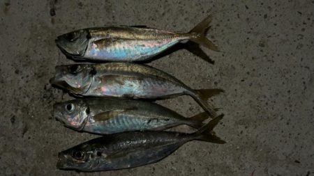 玉石混交アジング