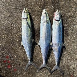 サゴシがたくさん