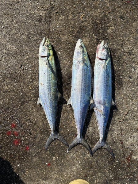 サゴシがたくさん