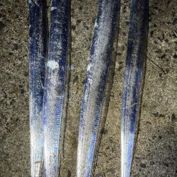 タチウオ回遊中