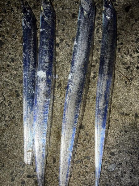 タチウオ回遊中