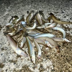 今年最終に大漁節♪