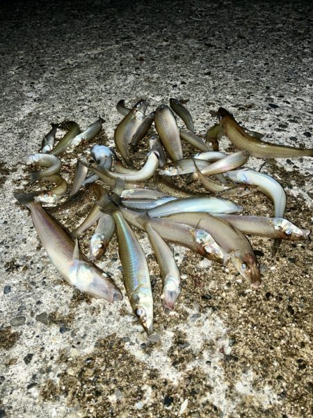 今年最終に大漁節♪