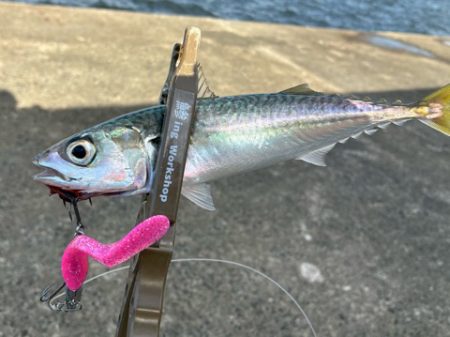 そろそろ中アジ始まる?