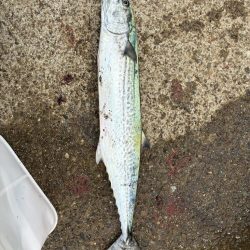 サワラ釣りたい