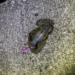 短時間エギング